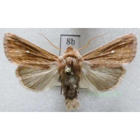 Mythimna albipuncta (Denis & Schiffermüller, 1775) Piętnówka białokropka Czech8b